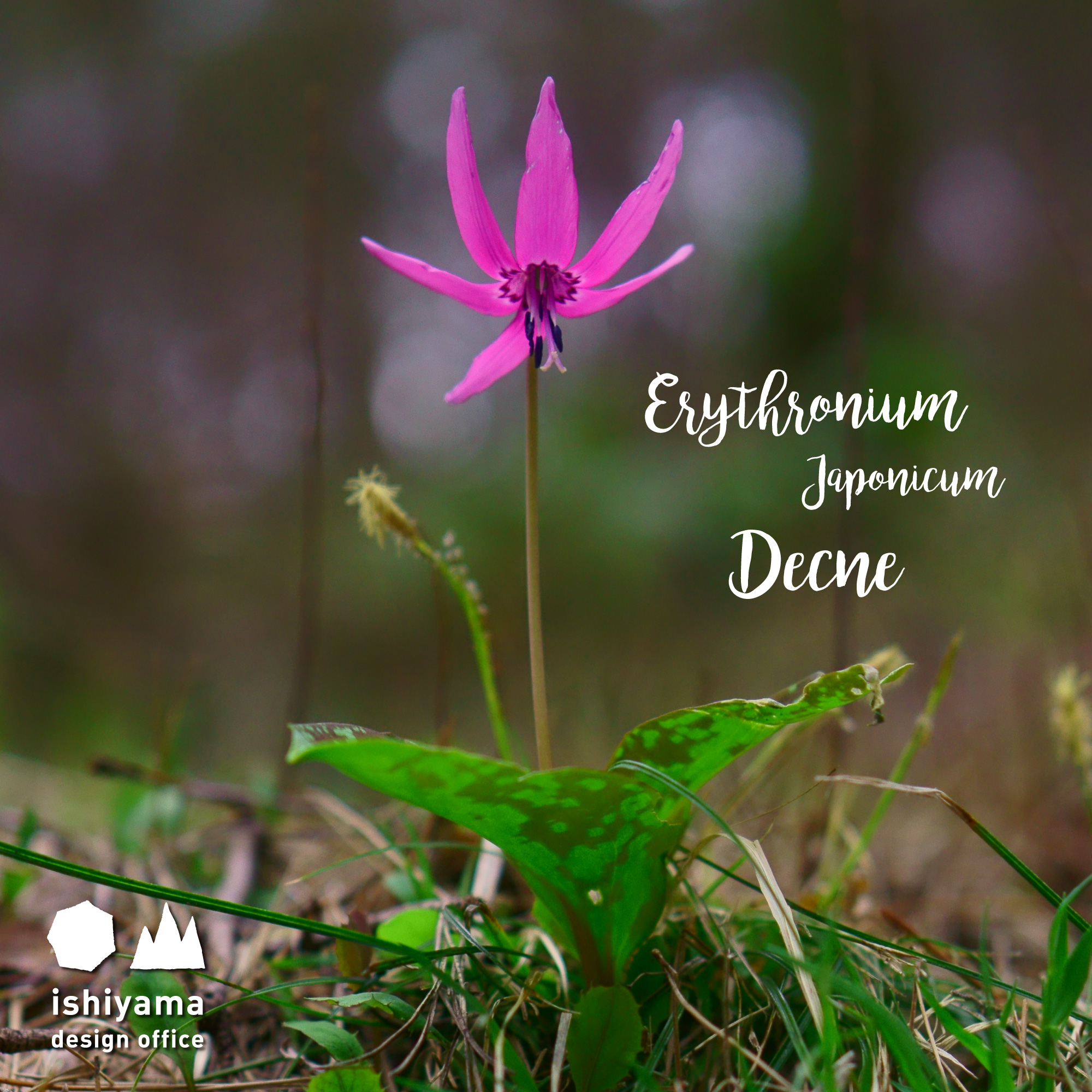 4月 Erythronium Japonicum Decne