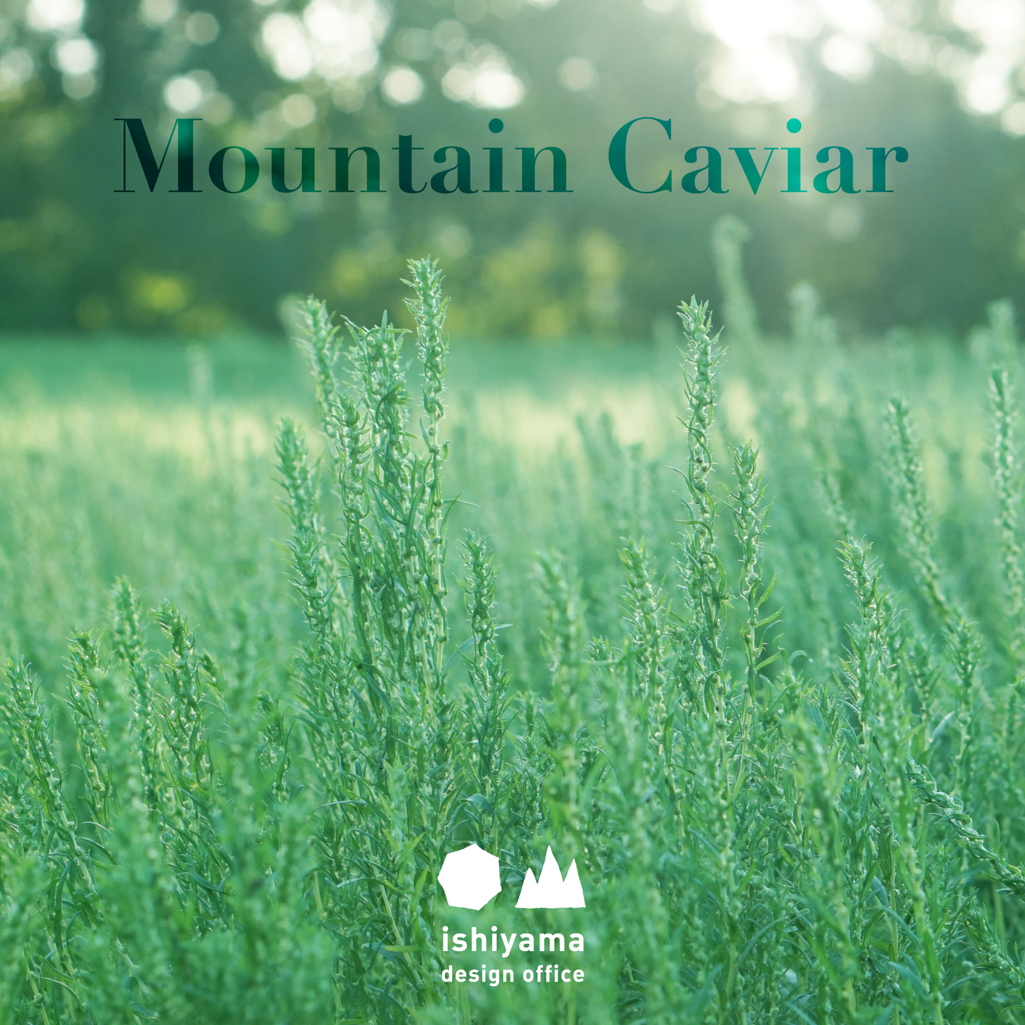 9月 Mountain Caviar